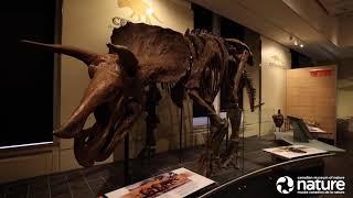 Canadian Museum of Nature – Virtually Ottawa Tour