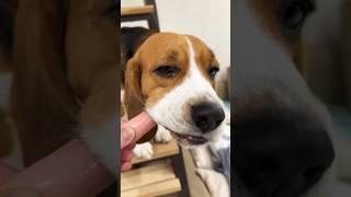 Сосиски класс , Фарик одобряет #бигльфарадэй #бигль #beagle #my_zavolzhskiy #заволжский