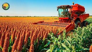 How Farmers Harvest Sorghum by Machine and Sorghum Liquor Processing | Farming Documentary