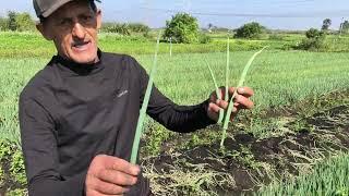 DICAS DE COMO COMBATER O FERRUGEM NA CEBOLINHA - PLANTAÇÃO DE ALFACE ROMANA, COENTRO E SALSA