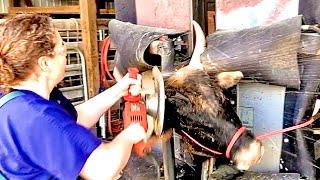 De-horning the bull!  *( WARNING! EXTREMELY GROSS! Do not watch!!