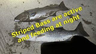 Striped Bass Night fishing in San Francisco Bay