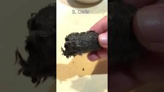 Top 5 Strangest Animal Poop #2