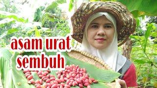 KULIT MELINJO / KULIT TANGKIL OBAT ASAM URAT