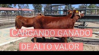 CALIDAD DE GENÉTICA ANGUS EN RANCHO EL 3