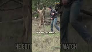 Man vs kangaroo  #animals #kangaroo #shorts #crazy