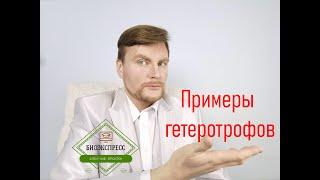 Примеры гетеротрофов. ЕГЭ Биология. ЕГЭ 2022.