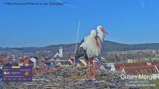 2025 03 06 Storchennest Pfreimd, schönen guten Morgen, man genießt die ️️️und kommt zur Sache