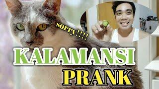 KALAMANSI CAT PRANK | @MGAKAKULOTS