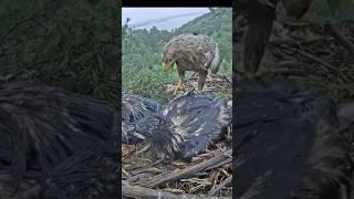 Eagle dad bring one more fish #whitetaleeagle #eaglet #fish #shorts #eaglenest