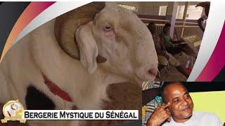 Les moutons de Luc Nicolaï : Bergerie Mystique du Sénégal