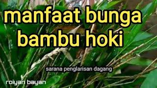 manfaat bunga bambu hoki