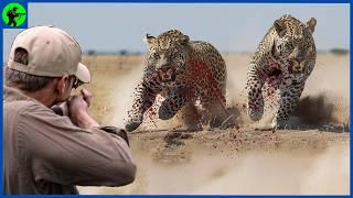 How Do United States  Hunters Deal With Invasive Leopard Populations |  Farming Documentary