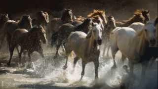 We are free - Hans zimmer ~ music (FOR HORSES AND NATURE LOVERS )