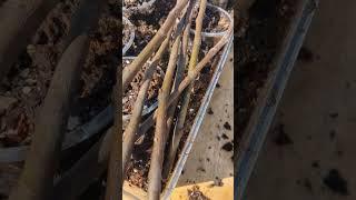 Rooting Fig Cuttings