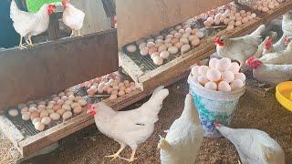 How Southeast Asia Egg Harvesting & Processing Farming ?