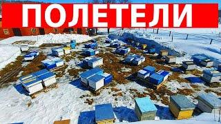 Пчелы весной не могут без мёда - Как помочь пчелам? первый облет пчел 2021
