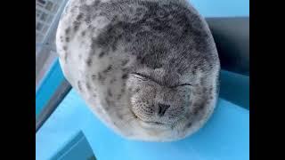 Baby Seal Making Funny Faces is the Most Wholesome and Cutest Thing Ever!