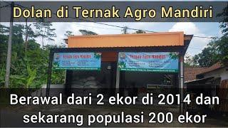 Dolan di Ternak Agro Mandiri berawal dari 2 ekor di 2014 dan sekarang populasi 200 ekor