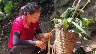 The girl went to pick herbs in the forest, the man secretly gave her a wild chicken.