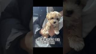 말티푸 장점 3가지 #puppy