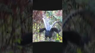 The Lyrebird’s Unbelievable Mimicry Skills | Nature's Best Imitator  #factflare