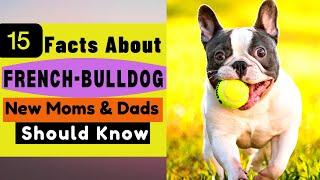 15 Important Facts About FRENCH BULLDOG All New & Prospective Owners Should Know!