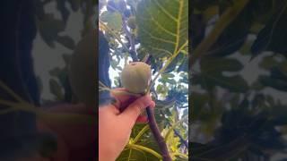 Harvesting home grown figs | #fruitharvesting #gardening #gardenfruit #viral #youtube #shorts