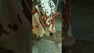 Beautifull cow Eid Ul Adha 2024