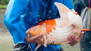 Inside The Secret World of Koi Part 2 (Documentary)