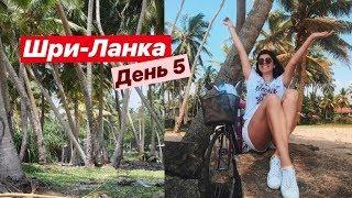 ШРИ-ЛАНКА // ДЕНЬ 5. На велике в джунглях. Свадьба на вилле.