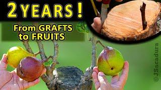 Grafting OLD PEAR TREES |How to CHANGE varieties in OLDER FRUIT TREES by grafting