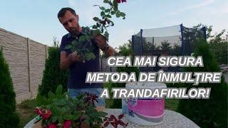 Inmultire simpla si rapida a trandafirilor.Metoda usoara de inmultire