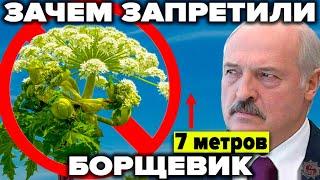 Борщевик - нас всех убьёт? Биооружие запада или ошибка генетиков?