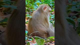 Hak Han MDJ Enjoy Watching Abandon Baby Monkey - Daily Wildlife Monkey #Lucie #Leo #Rainbow #Jovi