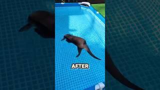 Otter Floating In A Pool 