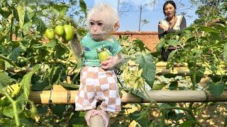 Lala hides from Mom to harvest green tomatoes!