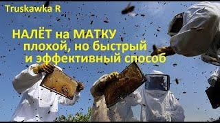 #Пчёлам на пасеке не дадим возможность отпустить рой. Делаем налёт на матку, делим семью.