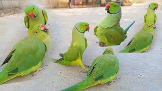 Parrots Green Jora Open Masti