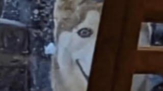 This Creepy Dog Is Going Viral, What Is It?