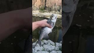 I’ve NEVER Fished Anywhere Like This