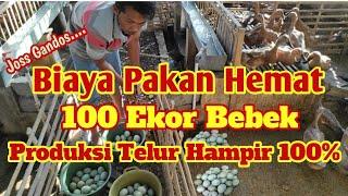 Untung Banyak Ternak 100 Ekor Bebek Petelur / Analisa dan campuran pakan 100 ekor bebek petelur