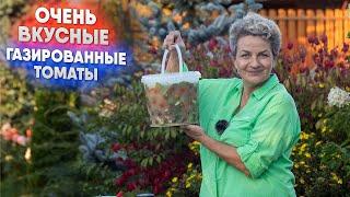 Очень вкусные газированные томаты