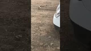Aggressive Brown Snake
