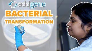 Bacterial Transformations