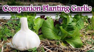 Companion Planting Garlic