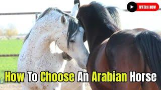 How to choose an Arabian horse @secret_animals #secretanimals