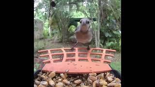 Bird Feeder Fun