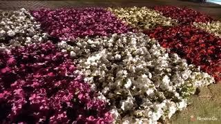 Night View of flower exhibition At Royal orchard multan