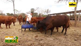 ABC Rural: Sal mineral para ganado de cabaña